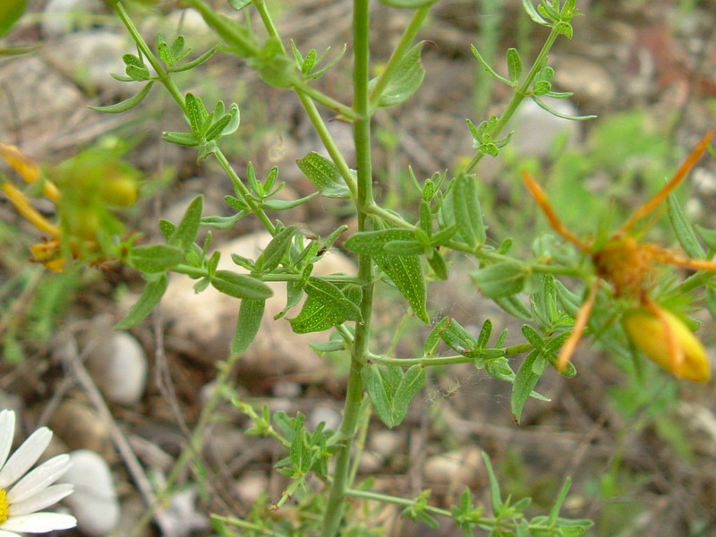 Fiori di greto 2 Hypericum perforatum